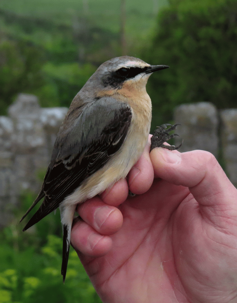 IMG_0158-Greenland-wheatear