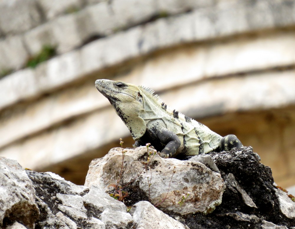 IMG_0854 Iguana