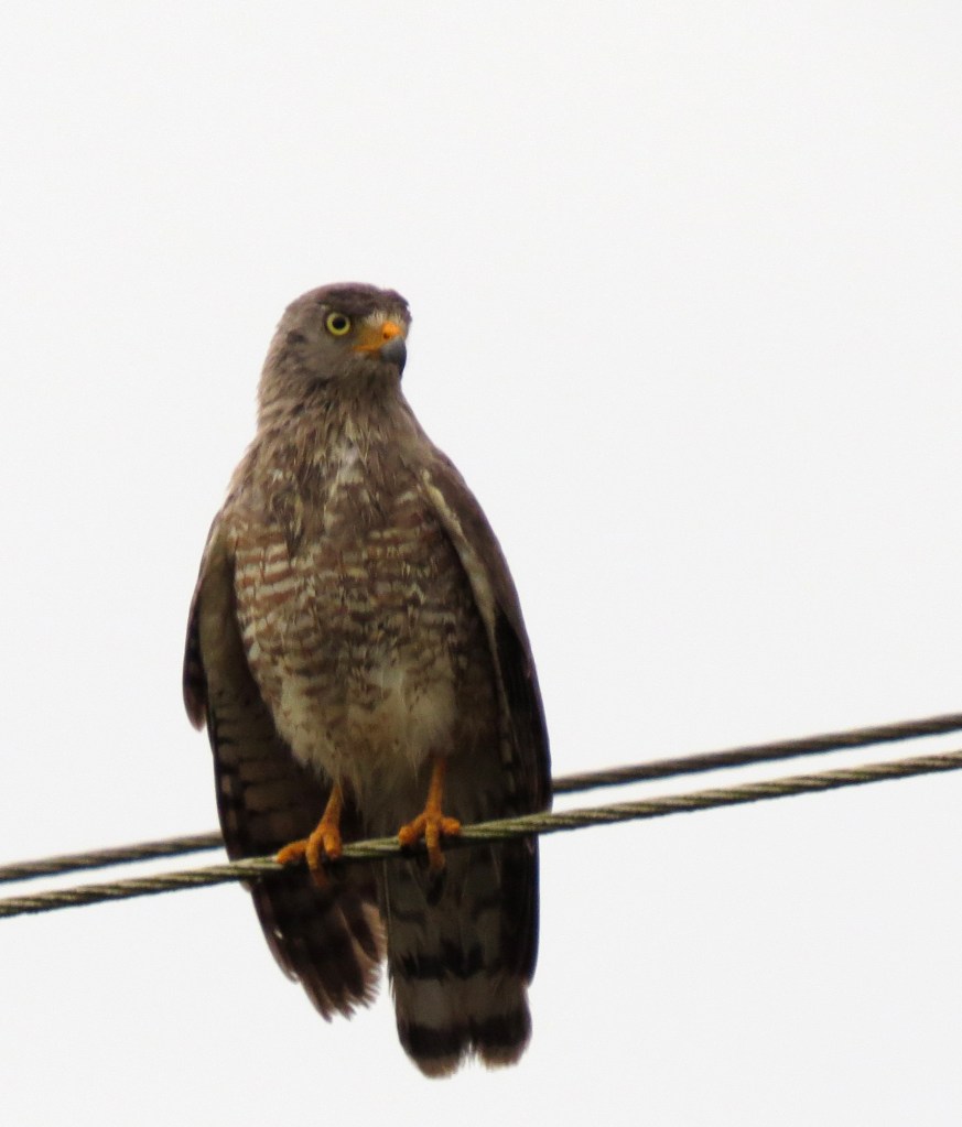 IMG_0876 Grey hawk