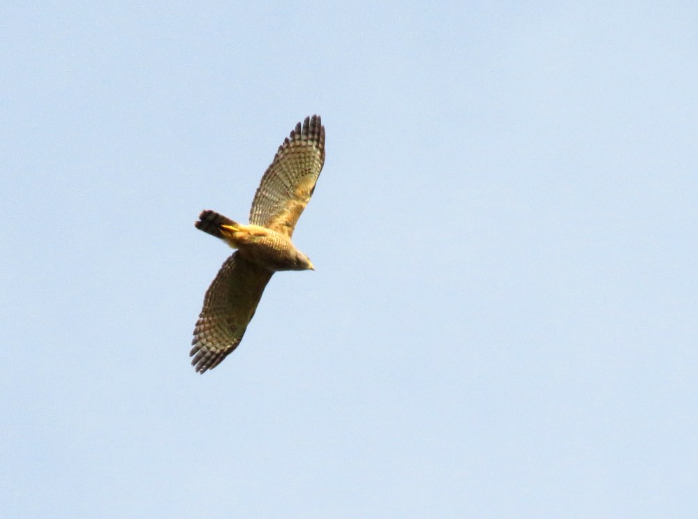 IMG_0933 Roadside Hawk