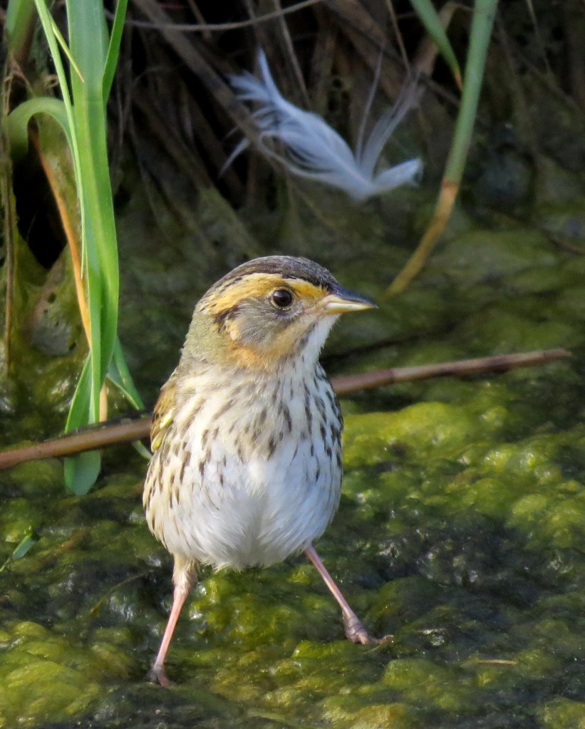 IMG_0493 Saltmarsh Sparrow