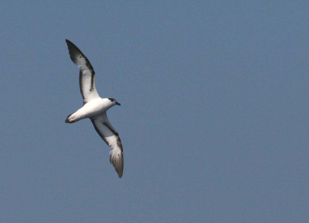 IMG_4476 BC Petrel