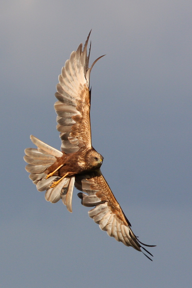 Marsh Harrier PM
