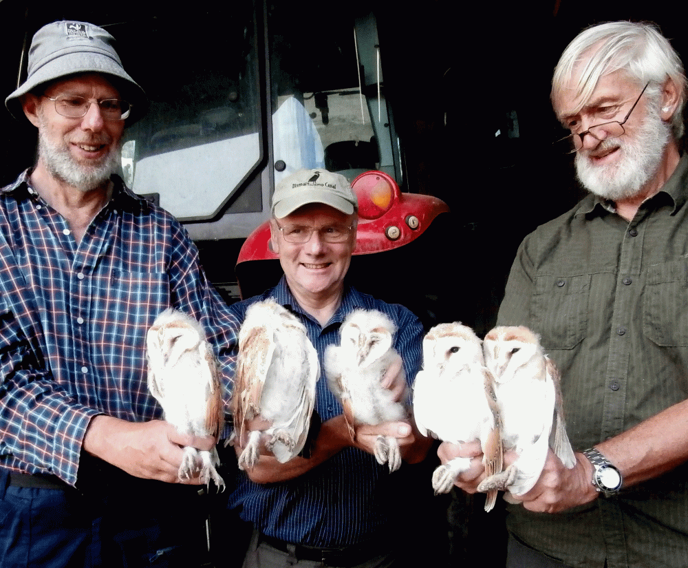 P7250424-Barn-Owl-pulli