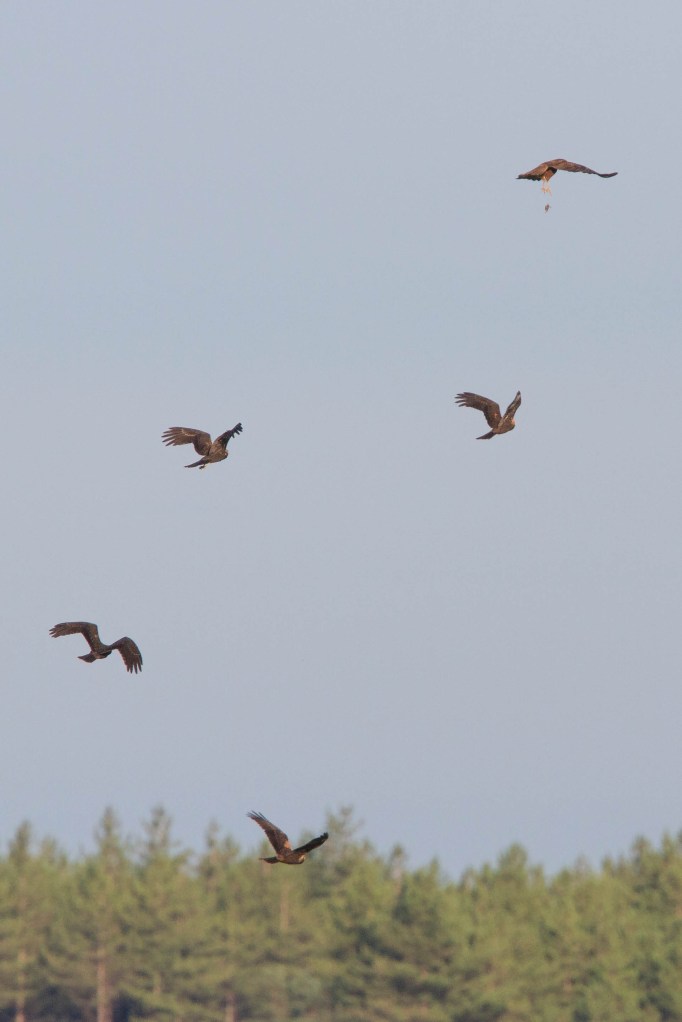 Swineham+Marsh+Harriers Paul Thompson