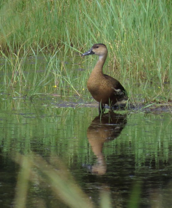 IMG_0616 Wandering Whistling Duck
