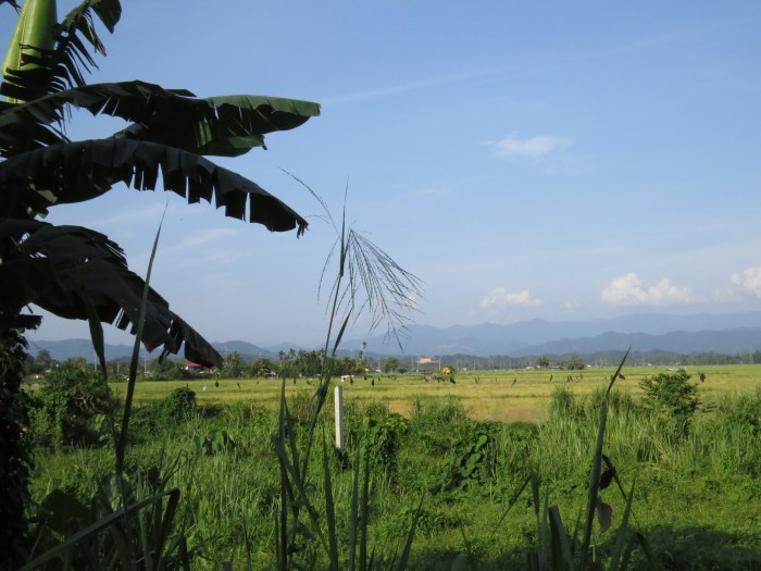 IMG_0639 rice fields