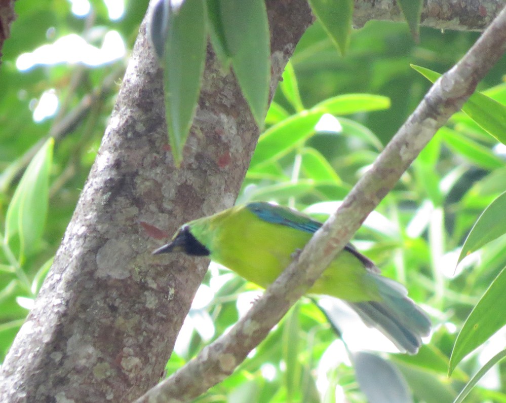 IMG_0675 Bornean Leafbird