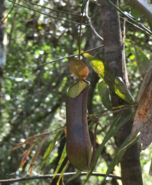 IMG_0743 Pitcher plant