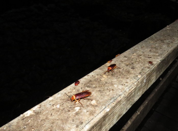 IMG_0779 Gomantong caves