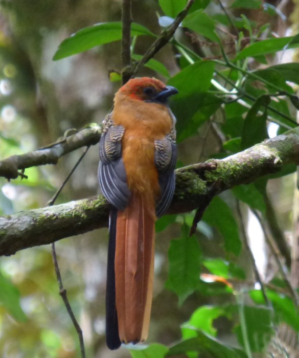 P1110248 Whitehead's Trogon