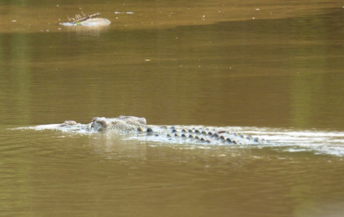 P1110458 Estuarine Croc