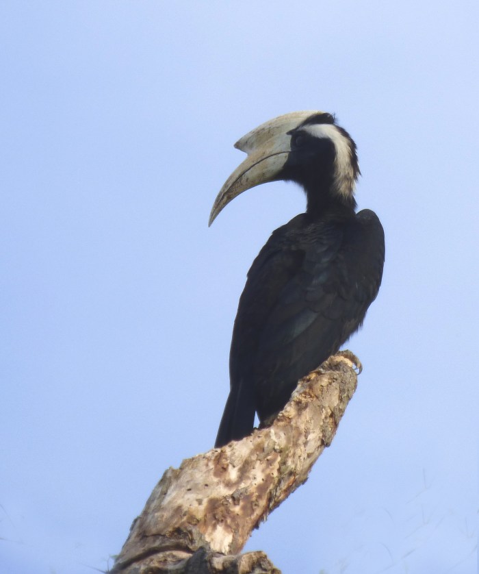 P1110624 Black Hornbill