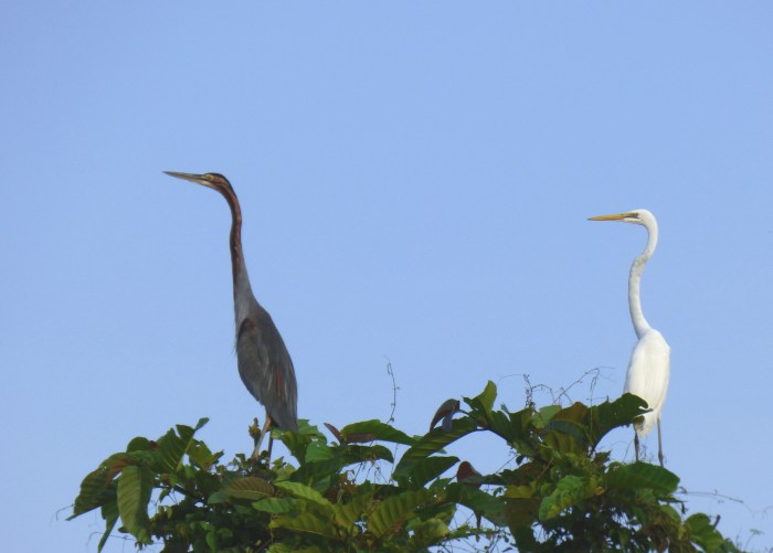 P1110633 Purple Heron & Gt Egret modesta