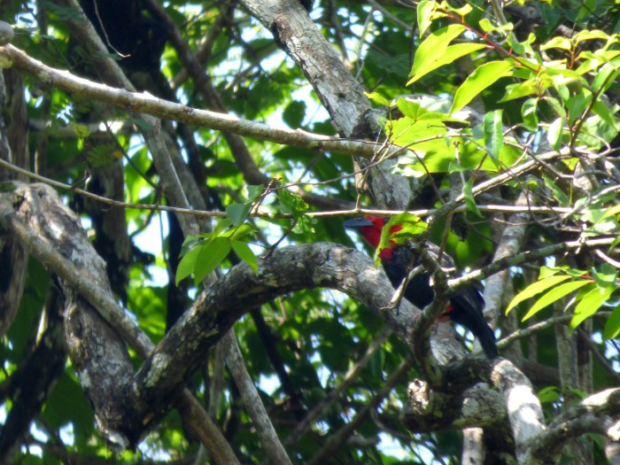 P1110693 Borneo Bristlehead 2