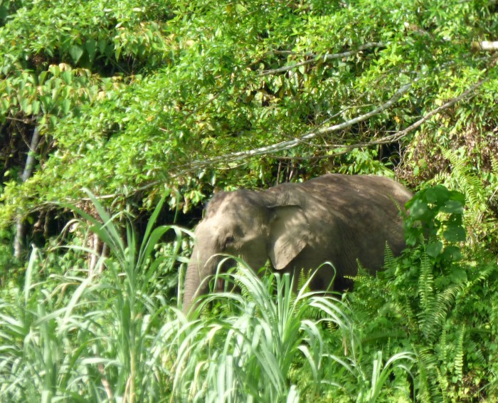 P1110732 Bornen Pygmy Elephant