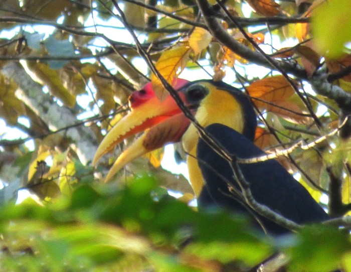 P1110754 Wrinkled Hornbill