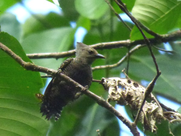 P1110867 Grey & Buff Woodpecker female