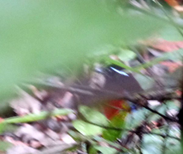 P1110912 Black-headed Pitta