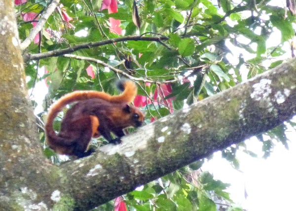 P1110967 Flying Squirrel