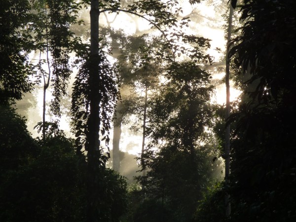 P1120029 Danum Valley