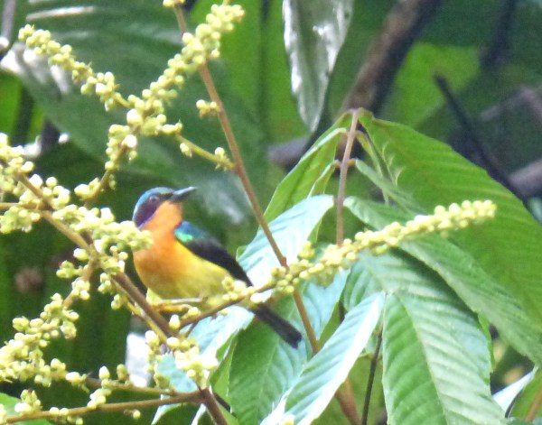 P1120032 Ruby-cheeked Sunbird