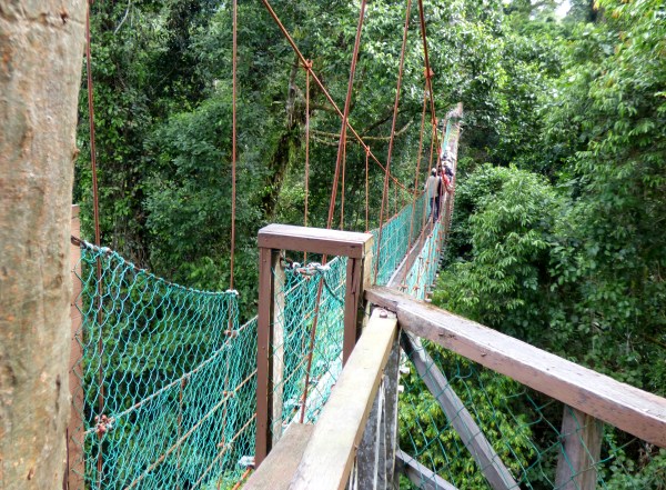 P1120063 aerial walkway