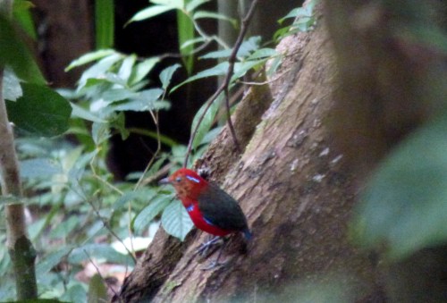 P1120091 Blue-banded Pitta2