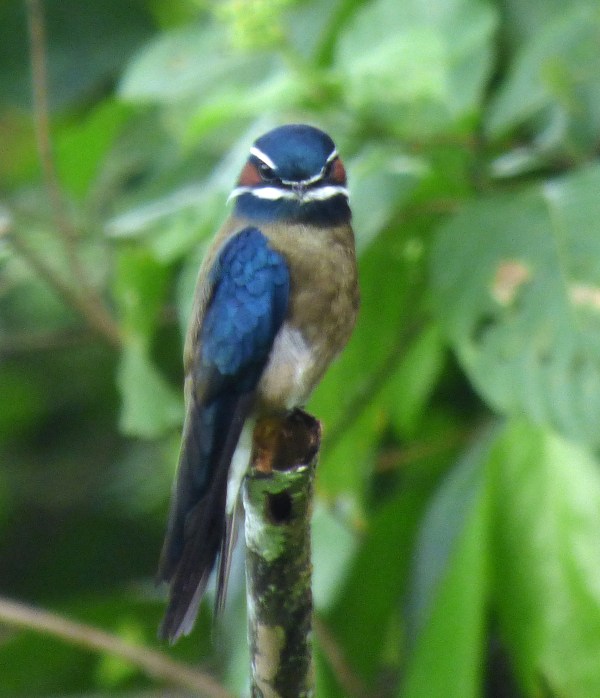 P1120179 Whiskered Treeswift