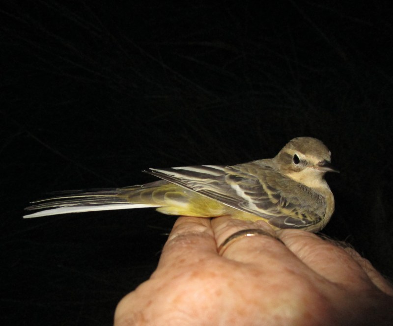 IMG_0019 Yellow Wagtail