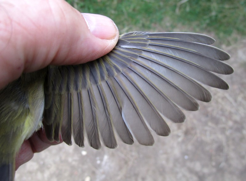 IMG_0022 Wilwa abberant wing