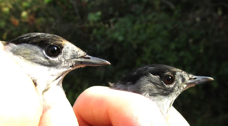 IMG_0033 Blackcap 3&4
