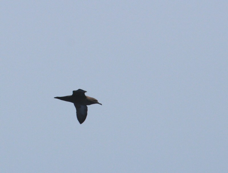 IMG_4733 Sooty Shearwater