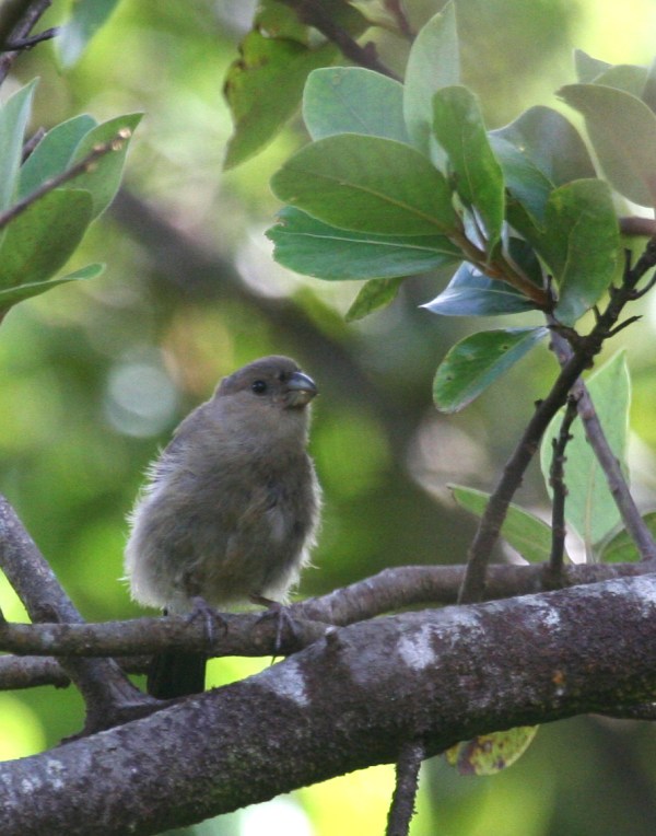 IMG_4990 Azores Bullfinch juv