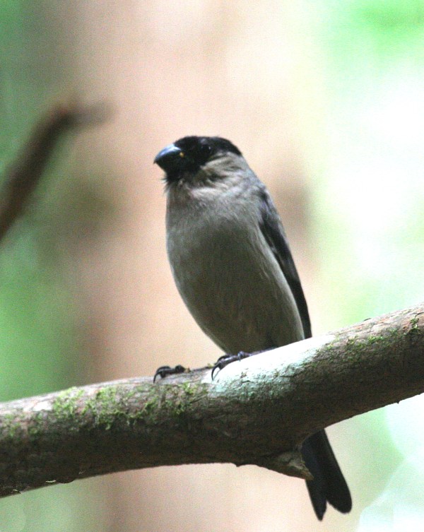 IMG_5000 Azores Bullfinch