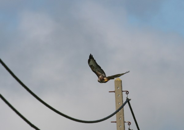 IMG_5021 Azores Buzzard