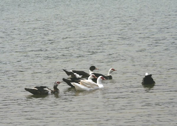 IMG_5025 Azorean Eiders