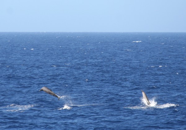 IMG_5110 Beaked Whales
