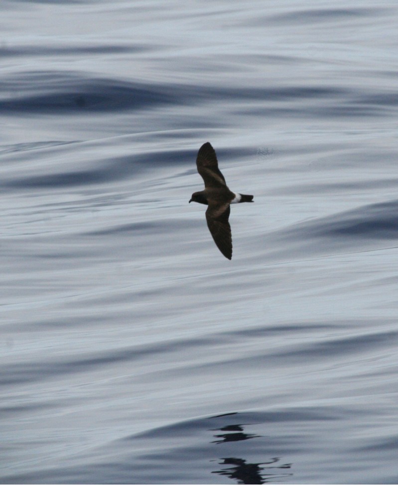 IMG_5432 Monteiro's SP