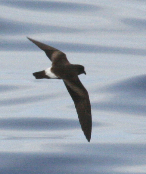 IMG_5433 Grant's or Monteiro's SP