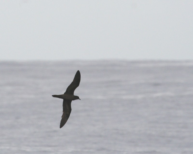 IMG_5484 Bulwer's Petrel