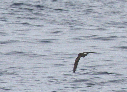 IMG_5518 Swinhoe's SP