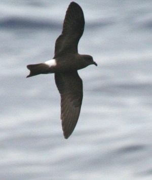 IMG_5609 Monteiro's SP