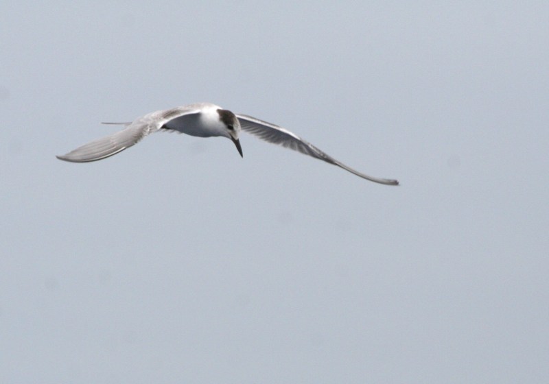 IMG_5624 Common Tern