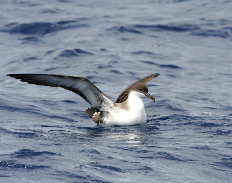 IMG_5649 Great Shear