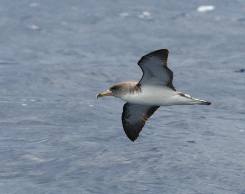 IMG_5672 Cory's Shearwater