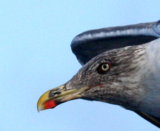 IMG_5748 AZ YL Gull head