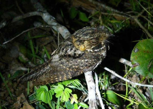 Yucatan_Nightjar_Paul Willoughby Chan Chin Belize