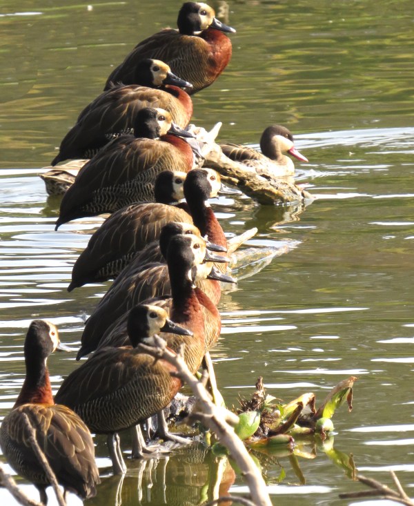 IMG_0130 WF Whistling Duck