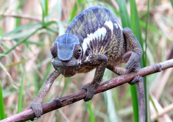 IMG_0233 Panther chamaeleon